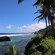 Palm trees on a hilly shore near the ocean
